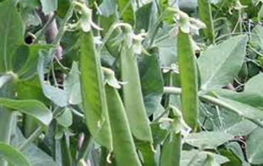 Lincoln Peas Seeds - Heirloom Non-GMO Pack of 20+ for Home Gardens, Containers, Climbing Vines, Pisum sativum