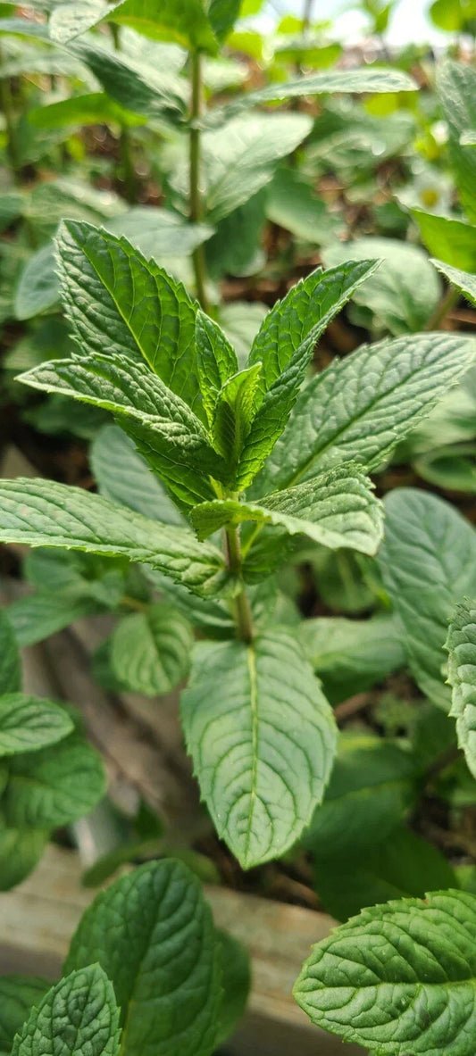Mjito Mint Plant - 5 Bare Root Live Plants - Mentha x villosa - Culinary Herb for Garden and Kitchen