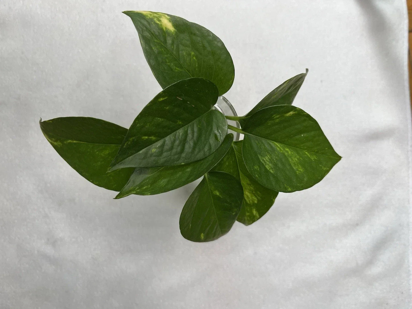 Golden Pothos Cuttings – 4 Rooted Epipremnum aureum Indoor Plants for Easy Care, Air Purifying, Trailing Vine