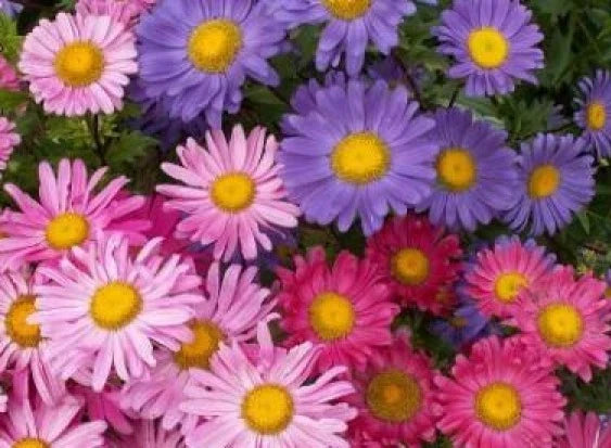Aster Flower Seeds - 50 Pack, Single Mix, Vibrant Blooming Aster spp., Garden Planting, Pollinator Attracting, Non-GMO