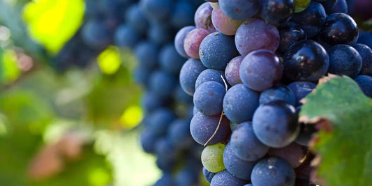 Live Carménère Grape Vine Cutting - Vitis vinifera, 10-13 inches, Home Vineyard, Wine Grape, Disease-Resistant