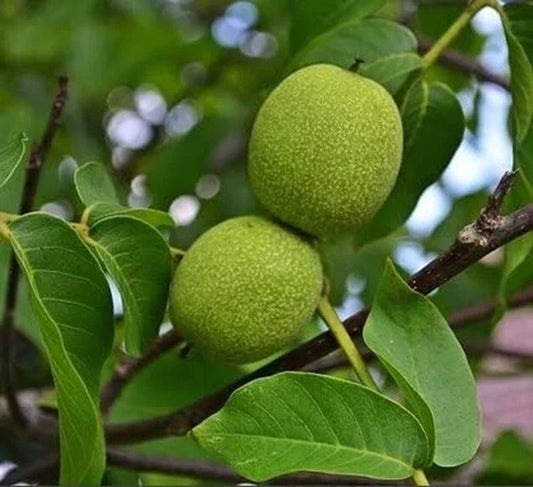 Live Black Walnut Tree - Well-Rooted 1-Year-Old Juglans nigra Plant for Garden, Shade, and Timber