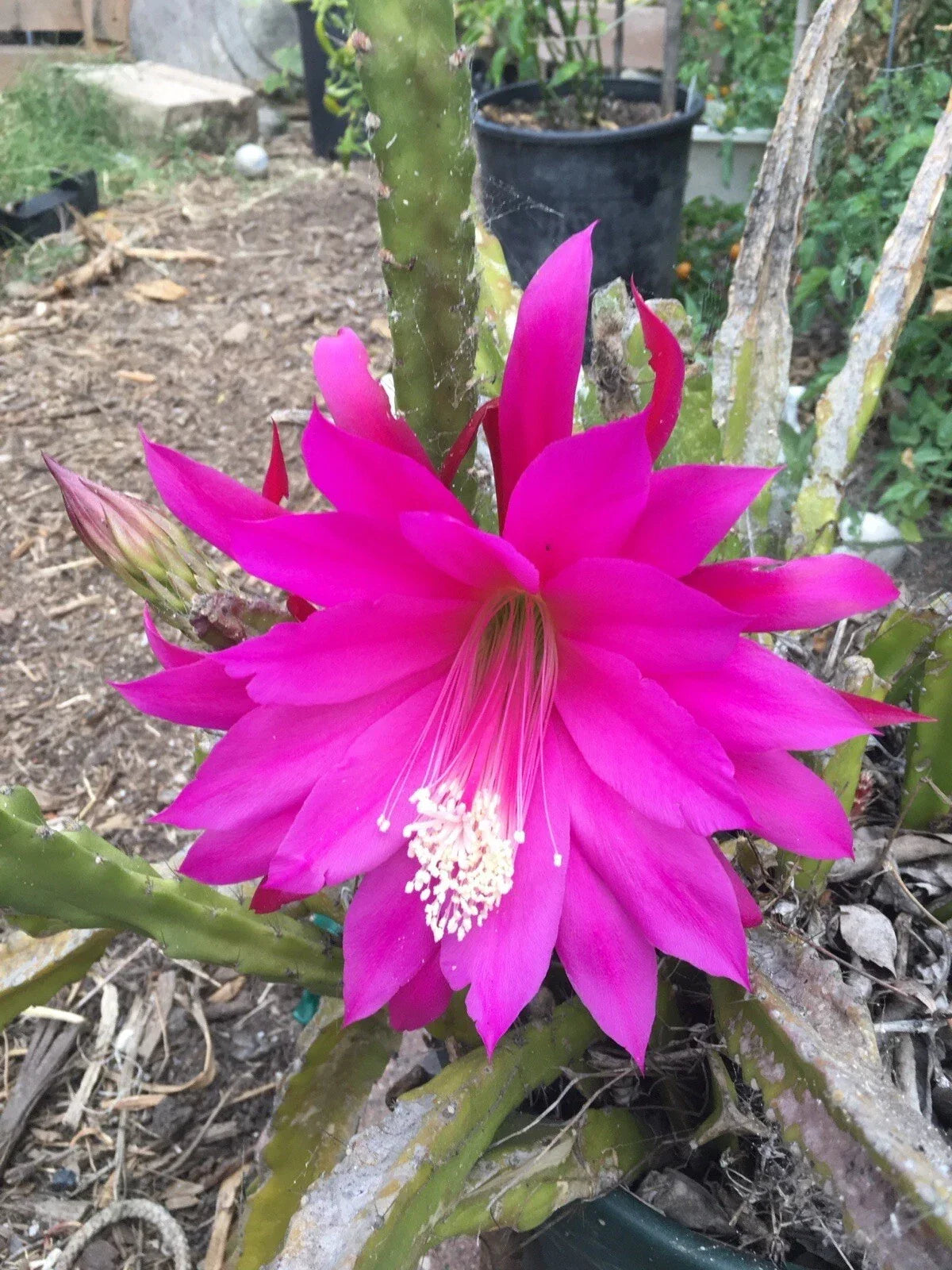 Epiphyllum Orchid Cactus Cuttings - Mixed Color Lily Voodoo Flowers - Easy Care Air Plant Z - Exotic Blooming Succulent