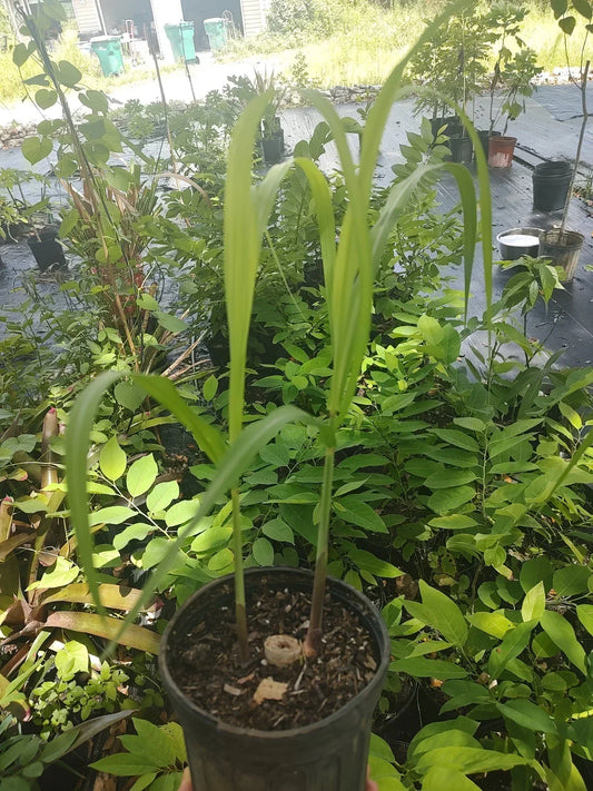 Green Sugarcane Plant in One Gallon Pot | Saccharum officinarum | Tropical Garden, Edible Landscape, Container Plant
