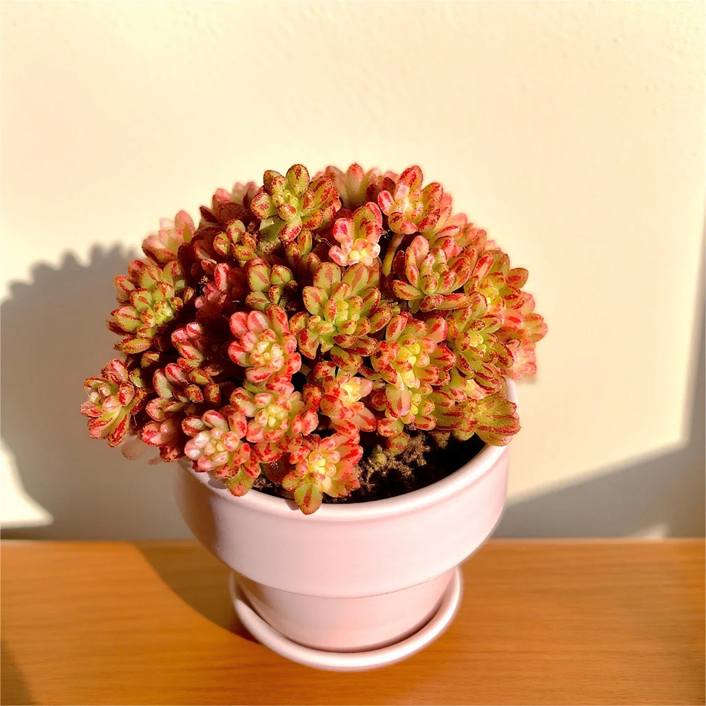 Rare Indoor Succulent Plants 3.2" Bare Root | Easy Care Live Succulents for Home Decor | Unique Houseplants