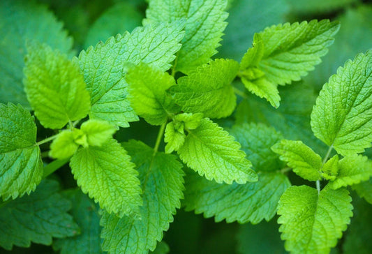 Lemon Balm Seeds 200+ Non-GMO Herb Melissa officinalis Culinary Medicinal Plant Packet