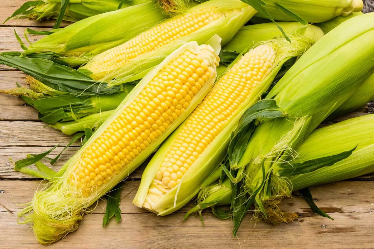25 Seeds Sweet Iochief Yellow Corn Zea mays Non-GMO Heirloom for Home Garden, Sweet Corn Seed Pack