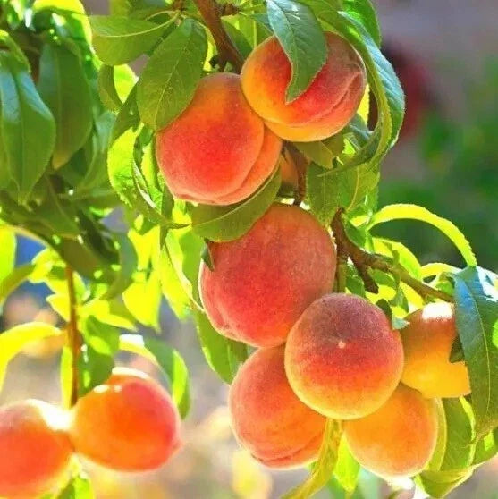 Peach Tree Seeds - Belle of Georgia Yellow Prunus persica - Fruit Seeds for Home Gardening, Orchard, Small Garden