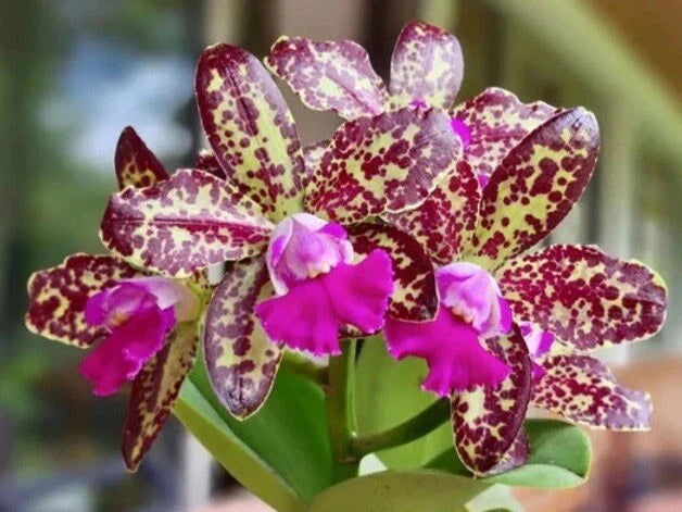 Rhyncholaeliocattleya Yuan Dung Python “Passion Fruit” Orchid Plant 4” – Vibrant Tropical Blooms, Exotic Flowering Houseplant