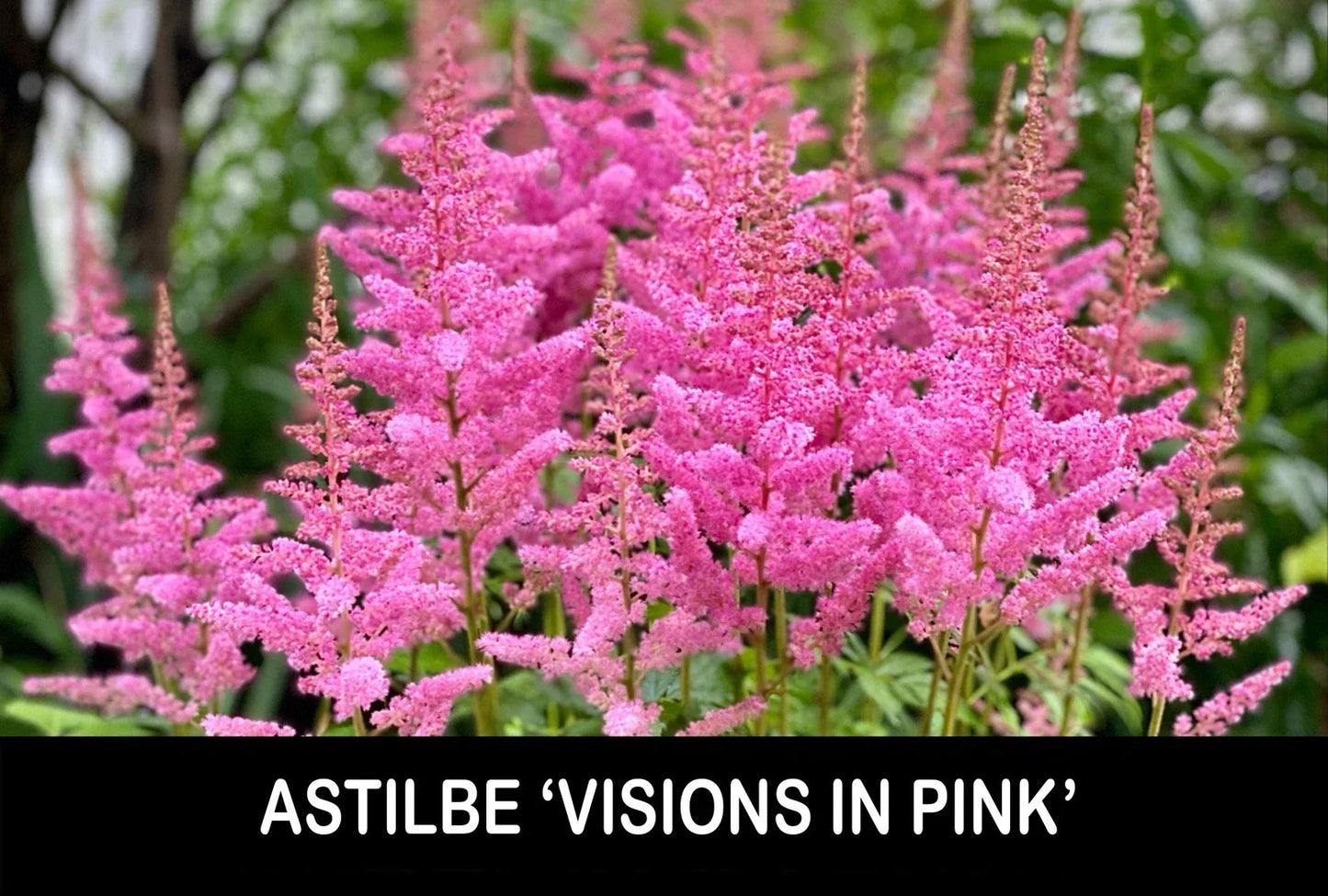 Astilbe Bare Root Starter Plants - 'Visions in Pink' Shade Perennial for Gardens - Astilbe chinensis