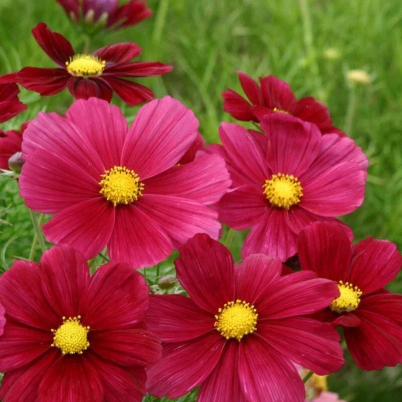 Rubenza Cosmos Seeds - 200+ Pack, Vibrant Red & Purple Flowers, Cosmos bipinnatus, Easy to Grow Garden Seeds for Borders & Containers