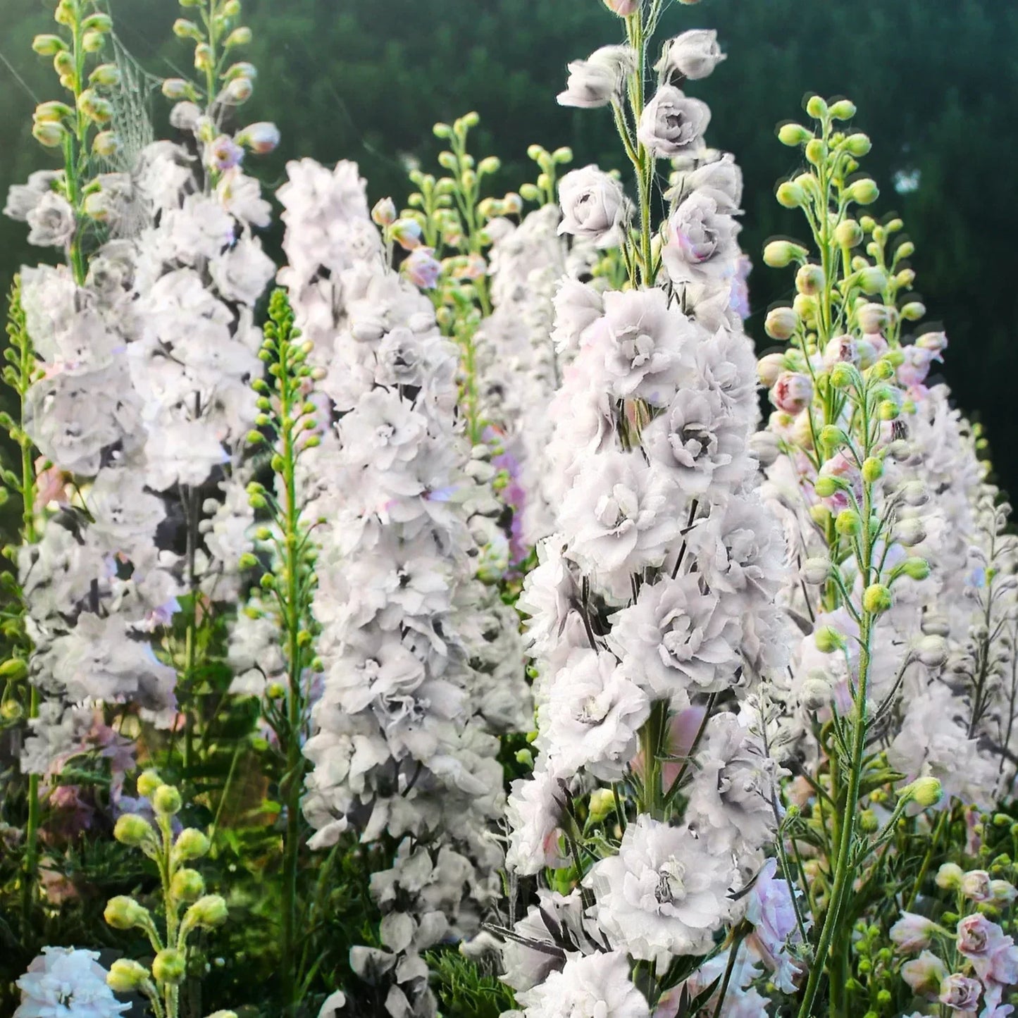 White King Rocket Larkspur Seeds – Consolida ajacis – Annual Flower for Borders & Cut Flowers