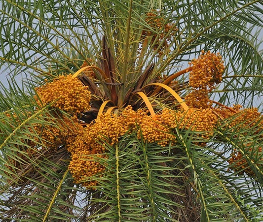 Phoenix Sylvestris Silver Date Palm Live Plant, 2+ Year Sapling, Indoor/Outdoor, Tropical Fronds, Hardy Landscaping