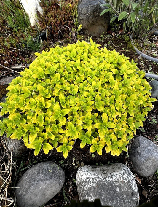 Organic Golden Oregano Plant – Bare Root Perennial Herb, Edible, Fragrant, Origanum vulgare