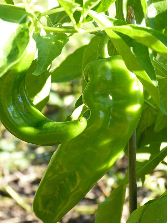 Hatch Lumbre Chili Pepper Seeds, NuMex XXX Hot Green Chile, Capsicum annuum, Ristra, Spicy Garden Seeds, Free Shipping