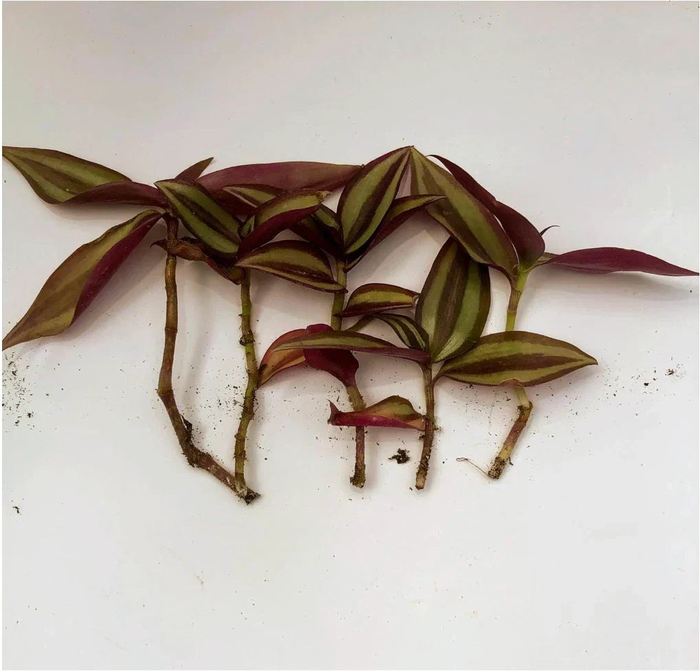 Zebrina Silver Wandering Jew Cuttings – 5 Pack in 2" or 4" Pot – Easy Care Houseplant – Tradescantia Zebrina for Indoor Decor