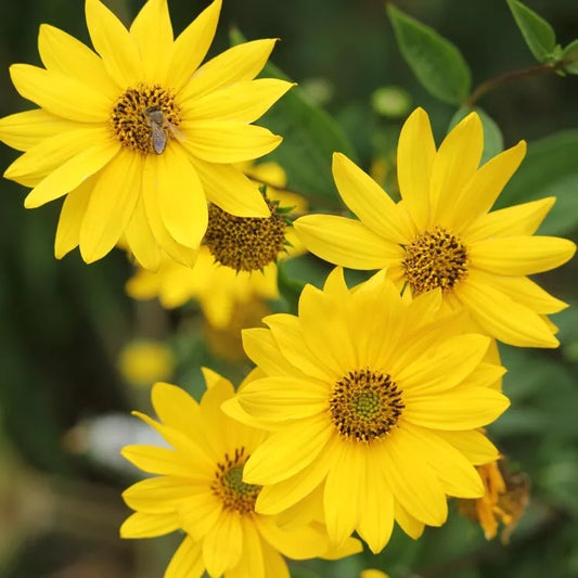 Lemon Queen Sunflower Seeds 25+ Packets Bright Yellow Helianthus annuus for Gardens & Cut Flowers