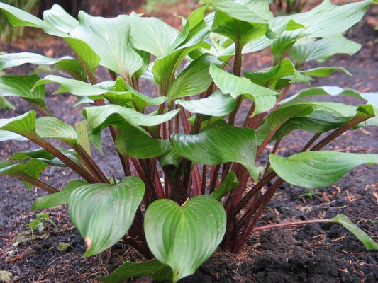 Hosta Xcuse Me Plant in 5.25" Pot with Red Stems, Green Foliage, Perennial, Shade Garden, Well-Rooted Hosta spp.