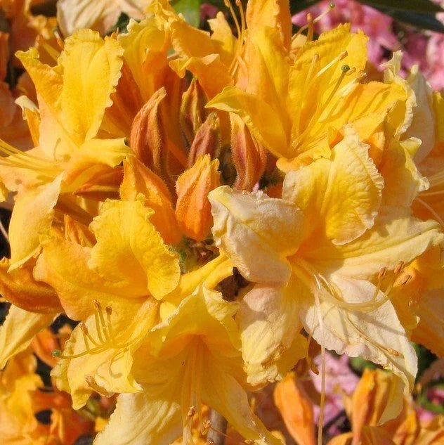 Golden Lights Azalea Starter Plant - Small Well-Rooted Rhododendron - Yellow Blooms - Rhododendron x 'Golden Lights'