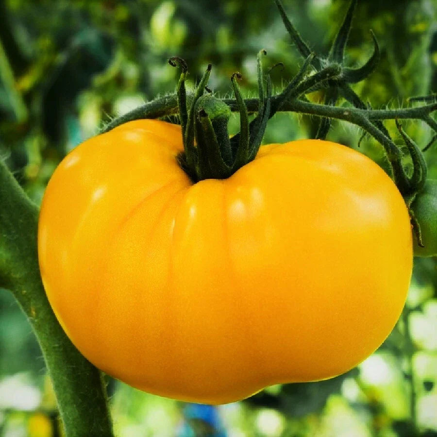 Yellow Brandywine Tomato Seeds | Heirloom Golden Beefsteak Vegetable Seeds | Solanum lycopersicum | Juicy, Large Fruits