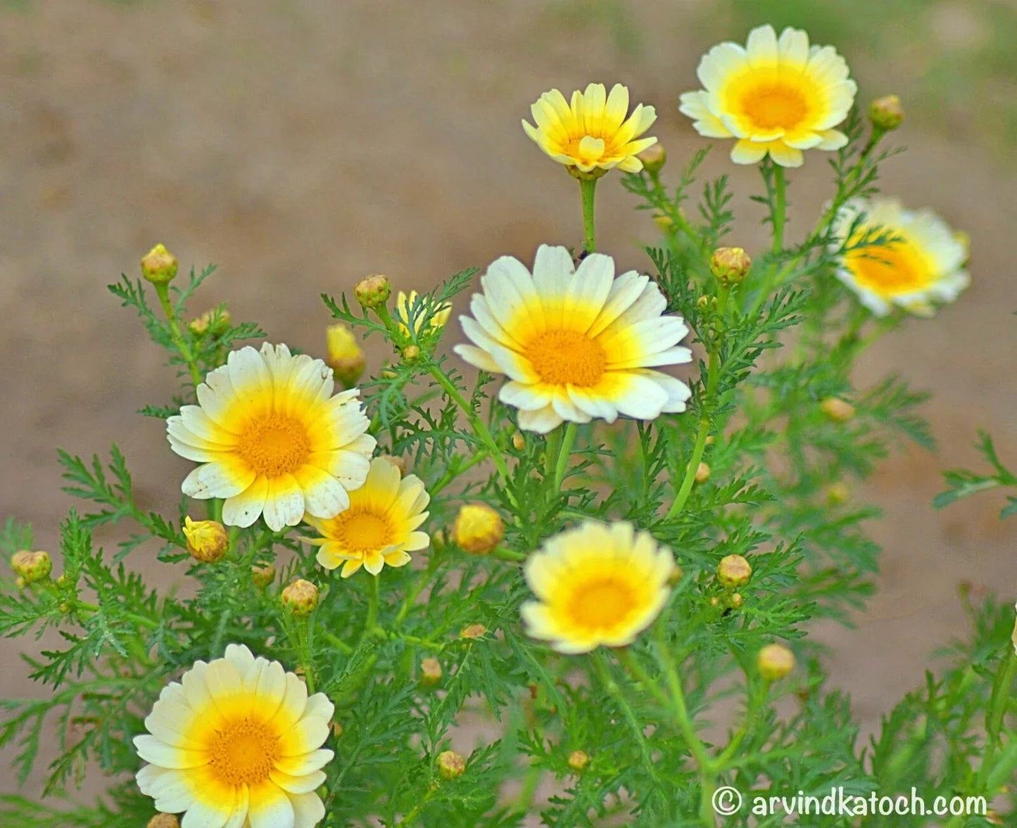 Crown Daisy Seeds 100 Pack – Chrysanthemum coronarium Flower Seeds for Garden, Border, Container, Pollinator Attracting
