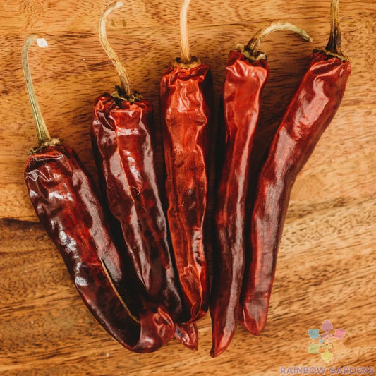Mulato Chile Sweet Pepper Seeds Pack of 25+ | Capsicum annuum | Non-GMO, Sweet Flavor, Home Garden, Container Planting