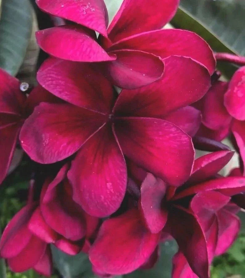 Bright Pink Plumeria Seeds - Perennial Flower Seeds for Garden, Patio & Indoor - Frangipani (Plumeria rubra)