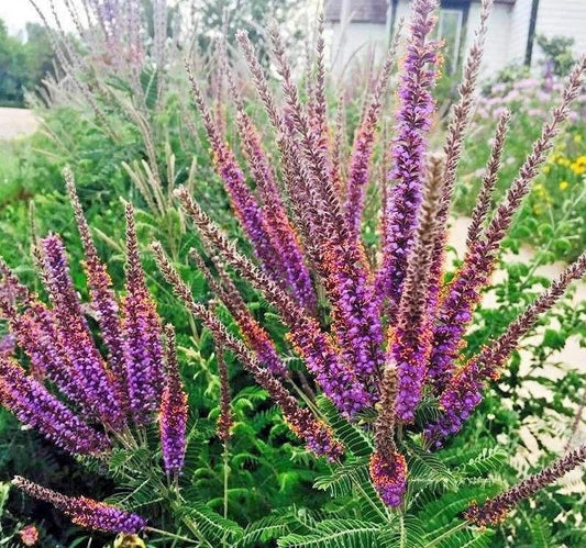 Lead Plant Seeds - 101+ Native Wildflower Seeds for Poor Soils, Drought Tolerant, Pollinator Friendly, Amorpha canescens Seed Packet