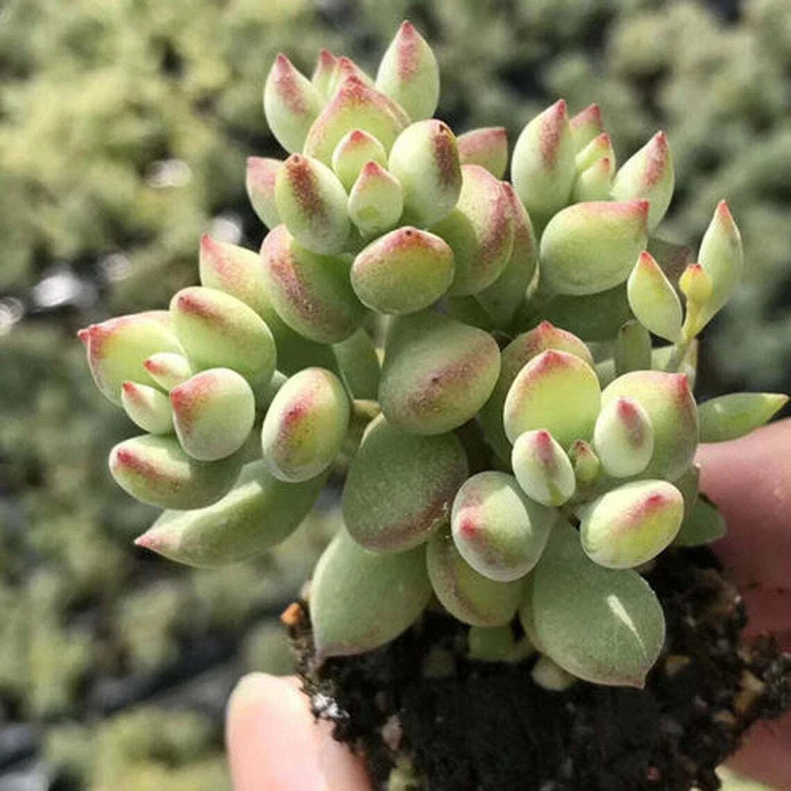 Rare Cotyledon Pendens Succulent Cuttings – 3 Live Indoor Garden Decor Plants – Trailing Succulents for Indoor Plant Collection