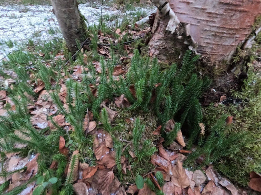 Northern Club Moss Vine - Lycopodium sitchense - Wild Harvested Alaska Grown Natural Plant Decor, One Foot Green Foliage