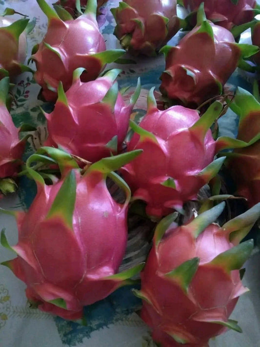 Organic Dragon Fruit Cuttings 8-12 Inches | Hylocereus Undatus | Healthy Plant Propagation Pieces for Garden or Indoor Growth
