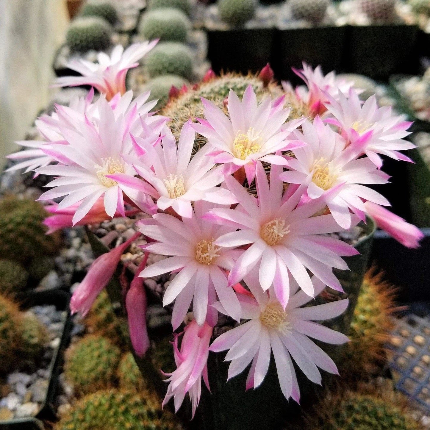 Rebutia Narvaecensis Cactus Plant | Live Succulent | Colorful Pink-Red Flowers | Indoor or Outdoor | 4-Inch Pot