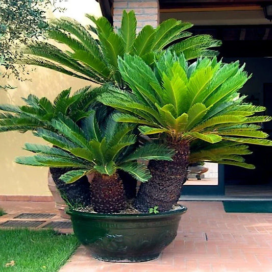 King Sago Palm Seeds - Pack of 5 - Cycas Revoluta - Rare Tropical Cycad for Indoor & Outdoor Gardens
