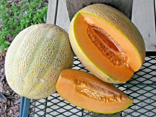 Jumbo Cantaloupe Seeds - Heirloom Cucumis melo - Sweet, Juicy Melons for Summer Garden, 40+ Premium Seeds