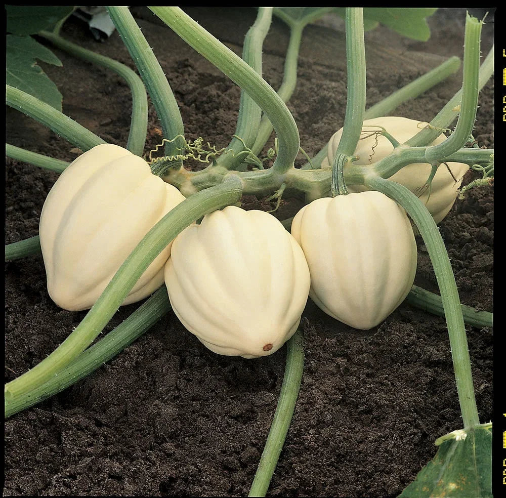 Winter Squash Seeds - Cream of the Crop Variety - Organic, Non-GMO Cucurbita maxima for Planting, Vining, Full Sun, 20 Seeds