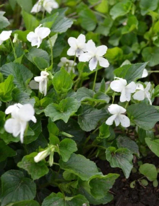 Organic Wild Striped Cream Violet Plant - Bareroot Viola striata Perennial Flower for Native Gardens