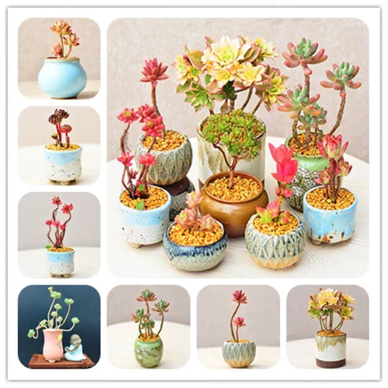 Rare Succulent Seeds Pack - 100 Assorted Varieties for Indoor & Outdoor Gardens, Easy to Grow, Low Maintenance