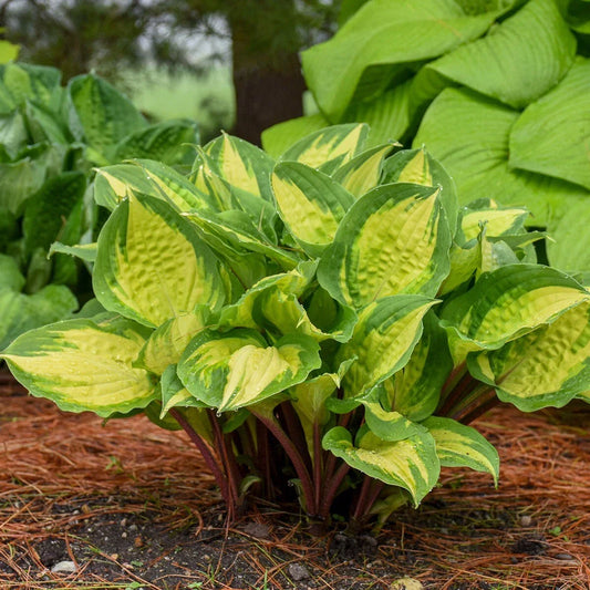 Hosta Plant 5.25-Inch Pot Island Breeze Perennial Shade Foliage Hostas spp.