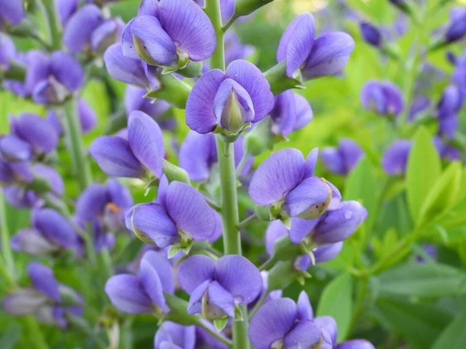 Live Baptisia Australis Blue Indigo Plant – Perennial Flowering Plant with Abundant Blue Blooms for Gardens