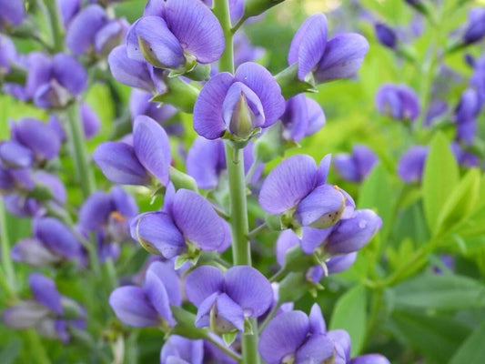 Live Baptisia Australis Blue Indigo Plant – Perennial Flowering Plant with Abundant Blue Blooms for Gardens