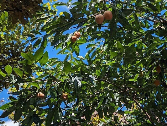 Japanese Persimmon Tree Sapling – Diospyros Lotus & Diospyros Kaki – Sweet Fruit, Home Orchard, Deciduous Tree