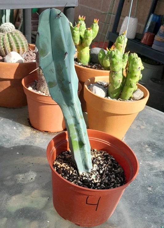 Myrtillocactus Geometrizans Rooted Blue Candle Plant 10-12" - Unique Blue Cactus with Columnar Shape