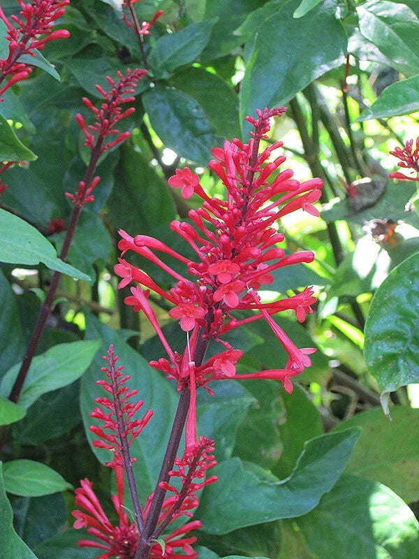 Fire Spike Red Rooted Starter Plant - Odontonema strictum, Hummingbird Attractor, Tropical Perennial Garden Plant