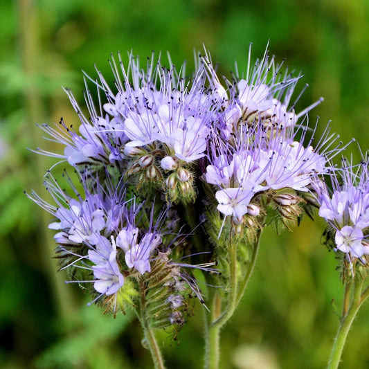 Lacy Phacelia Wildflower Seeds 1 Lb - Phacelia tanacetifolia - Pollinator Attracting Seeds in Mylar Packet for Wildflower Gardens