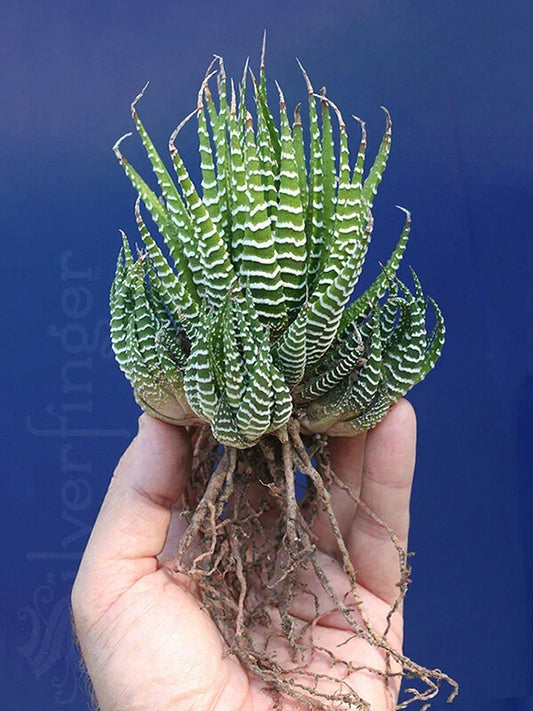 Haworthiopsis Attenuata Zebra Plant | Hardy Desert Succulent | Haworthia Attenuata | Low Maintenance Indoor or Outdoor Plant