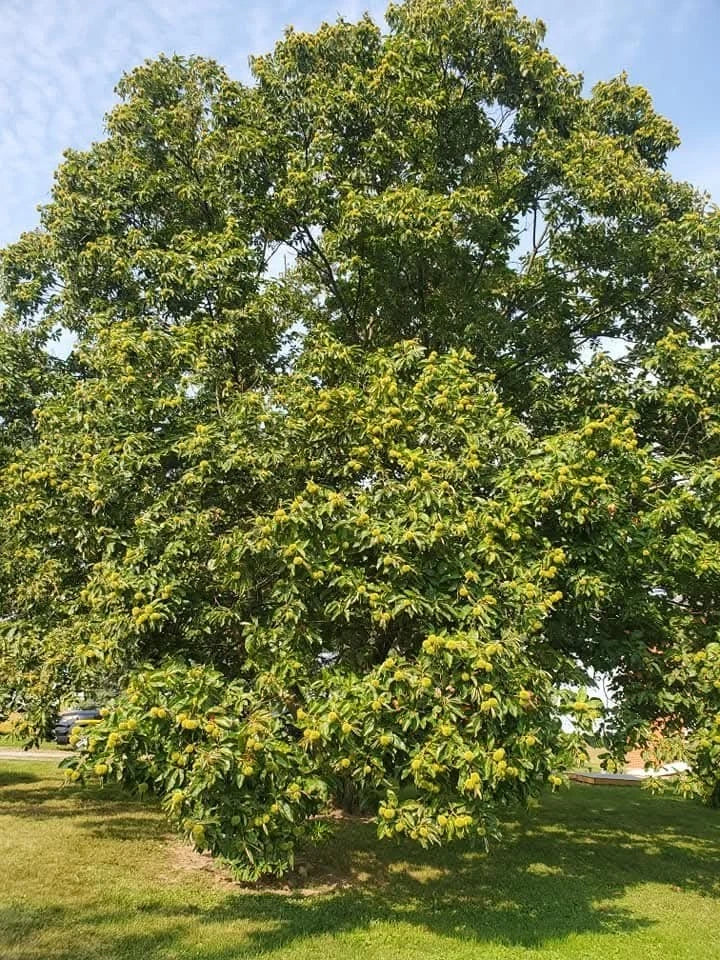 Chinese Chestnut Tree Seedling – 2 Year Old – Edible Sweet Nuts – Castanea mollissima – Fruit Tree for Garden or Orchard