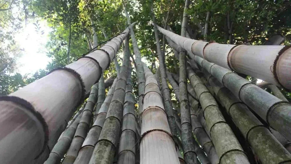 Dragon Bamboo Seeds, Clumping Privacy Screen, Bambusa balcooa, 50 Seeds for Landscaping & Garden Privacy