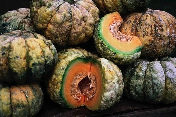 Prescott Fond Blanc Melon Seeds - Heirloom Cantaloupe, Fragrant Creamy Yellow Flesh, Vining Annual, Cucumis melo, 20-200 Seeds