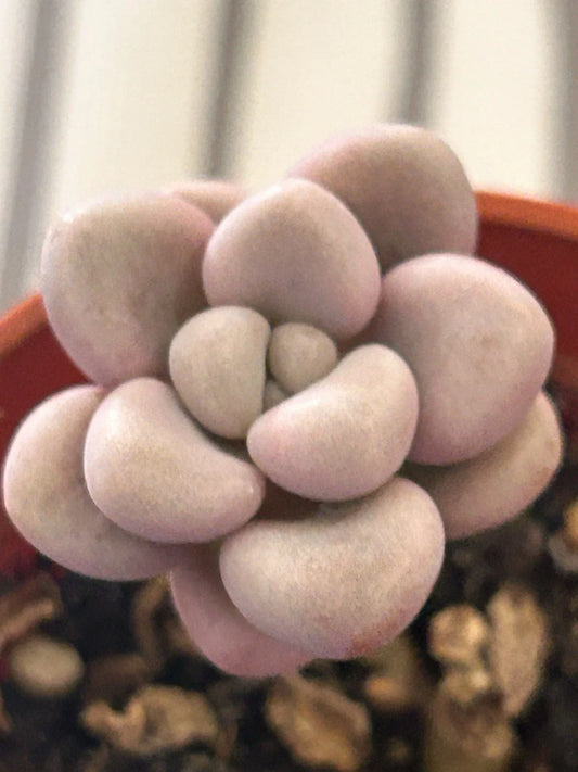 Graptopetalum Ellen Succulent Plant 2-Inch Pot, Indoor Gardening, Low-Maintenance, Rosette-Shaped, Live Succulent