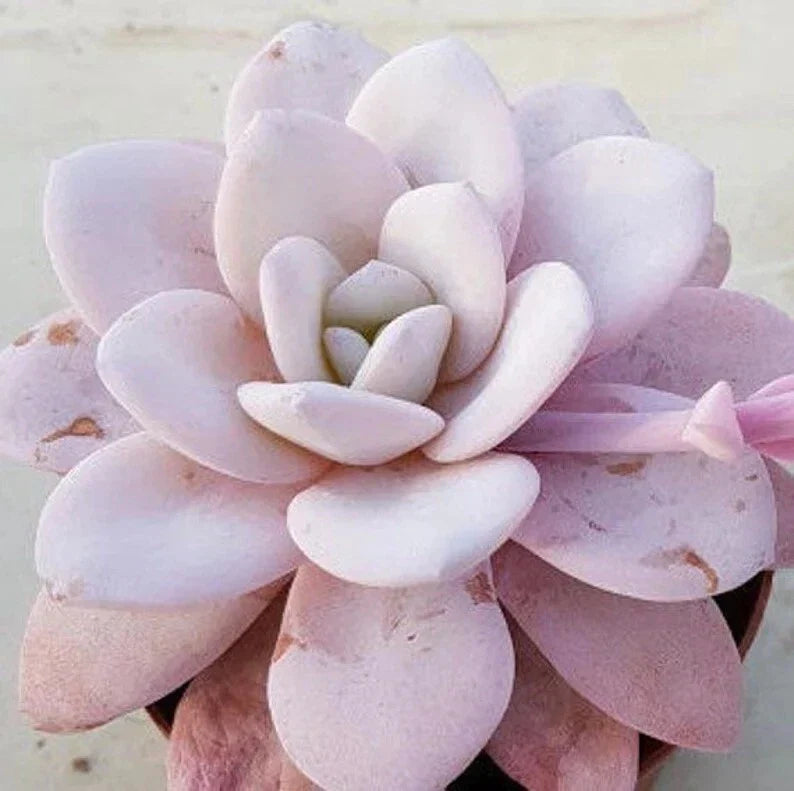 Echeveria Laui Seeds Pack of 100 – Pink Succulent Seeds for Planting, Rosette Shape, Easy to Grow, Indoor & Outdoor Gardening